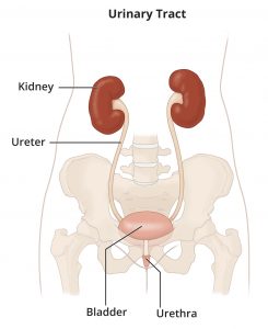 Anatomy of the urinary tract